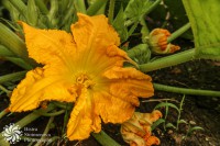 /album/tsvetya-flowers/tikven-tsvyat-pumpkin-flower-jpg1/